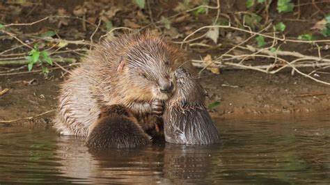 Englands First Wild Beavers In 400 Years Allowed To Stay On River Home