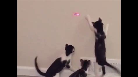 The Everlasting Rivalry Of Cats And Laser Pointers Continue 😹 Youtube