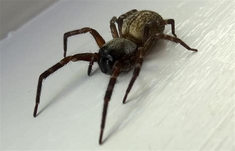 Badumna Longinqua Grey House Spider In Watsonville California United