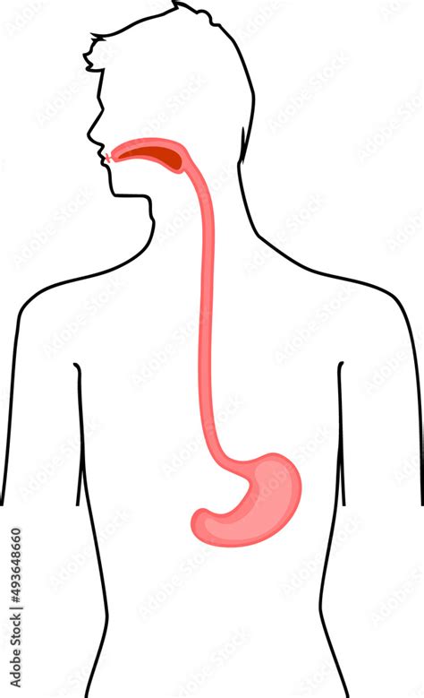 Scheme Of Location Of Esophagus And Stomach In Human Body Educational