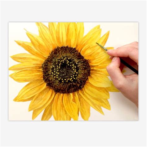 How To Paint A Realistic Sunflower In Watercolour Anna Mason Art Sunflower Watercolor