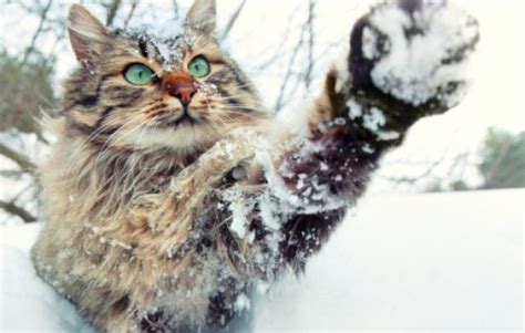 Keep Your Cats Safe This Winter The Conscious Cat