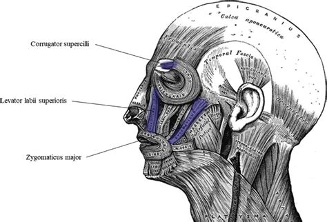 Position Of Corrugator Supercilli Levatorlabi Superioris And