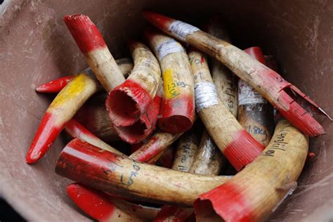 Malaysia Destroys 4 Tons Of Ivory Tusks Products