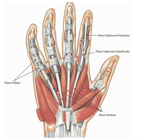 Flexor Tendon Injuries Fife Virtual Hand Clinic
