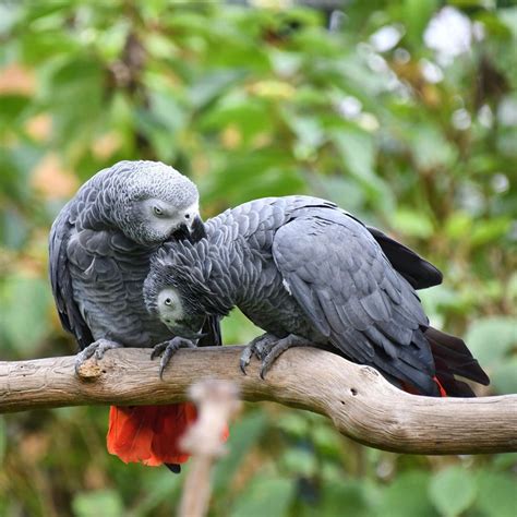 African Gray Parrot 1 Pair