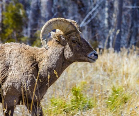 Colorado Wildlife Wildlife Photography On Fstoppers