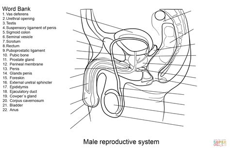 Male Reproductive Worksheet Printable Worksheets And Activities For