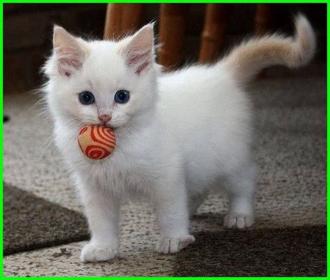 Kucing Imut Dan Lucu Kumpulan Gambar Kucing Lucu Dan Imut Mas Helmi
