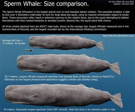 Livyatan Melvillei V Sperm Whale Page 2 Carnivora