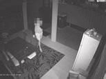 Video Attempted Home Invasion At Home Of Mkr S Carly And Tresne Daily Mail Online