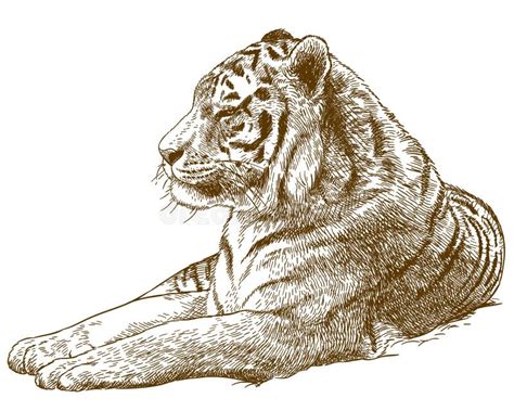 Grabado Del Ejemplo De Dibujo Del Tigre De Amur Del Tigre Siberiano