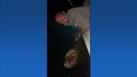 Goliath Grouper Caught By Fisherman Off Fort Myers Beach Wink News