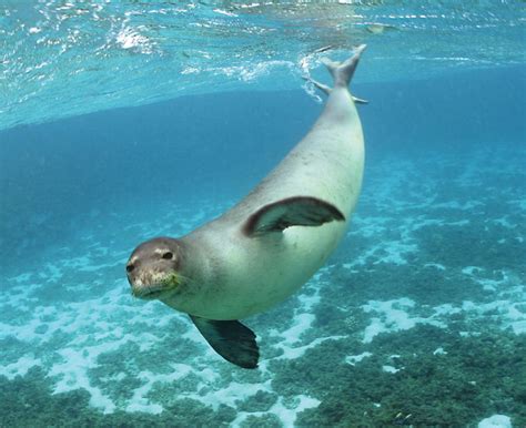 Seal Animal Wildlife