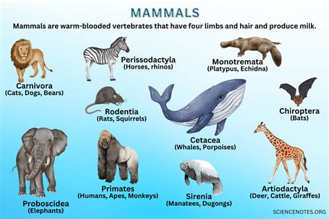 Mammals Definition Examples Characteristics