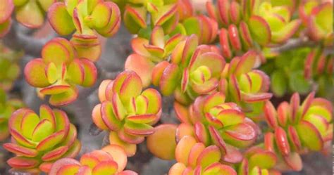 What Are The Best Succulent Ground Cover Plants