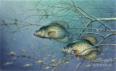 Tangle Covered Crappie Painting By Jon Wright Fine Art America