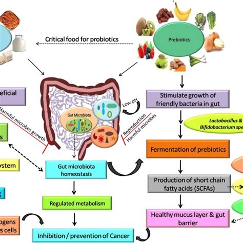 Effects Of Probiotics And Prebiotics On Gut Microbiota And Cancer