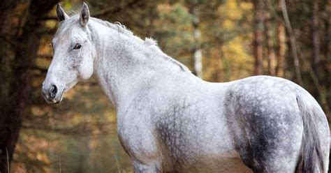 5 Of The Oldest Horse Breeds In The World