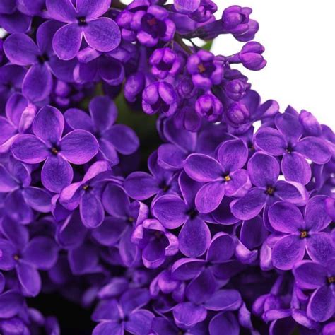 Yankee Doodle Lilac Lilac Purple Flowers Single Flower