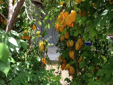 Planting A Starfruit Tree In The Keys Keyisle Realty