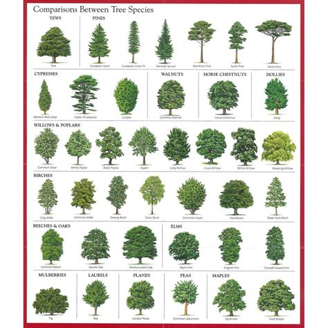 Pin By Shirlie Blackwell On Trees Tree Leaf Identification Tree