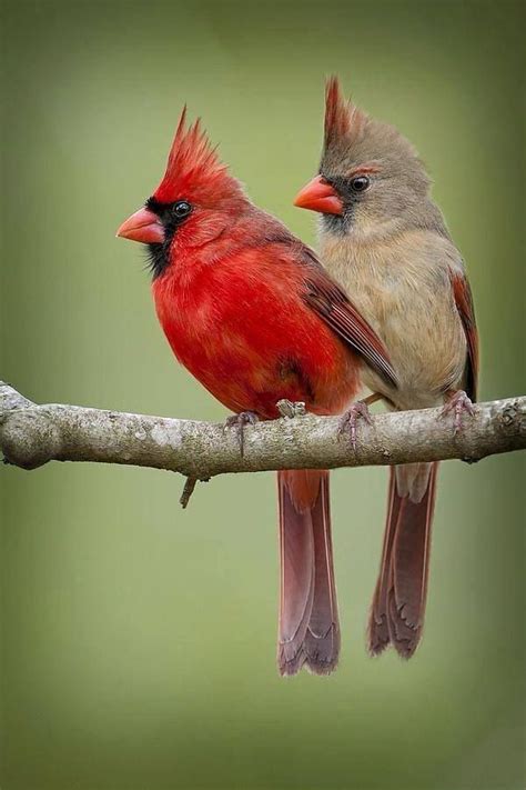 Northern Cardinal Cardinalis Cardinalis Couple Beautiful Birds