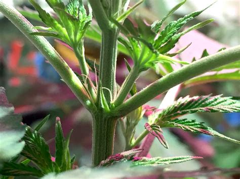 How To Tell Sex Of Cannabis Plants With Pictures Grow Weed Easy