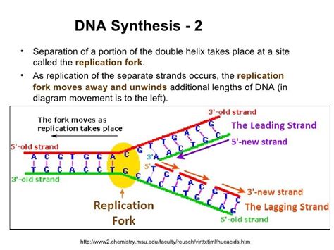 Dna Replication Fork Diagram Labeled