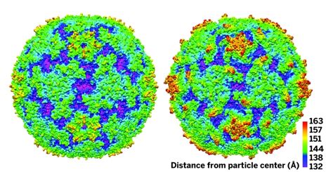 Researchers Solve Structure Of Enterovirus 71
