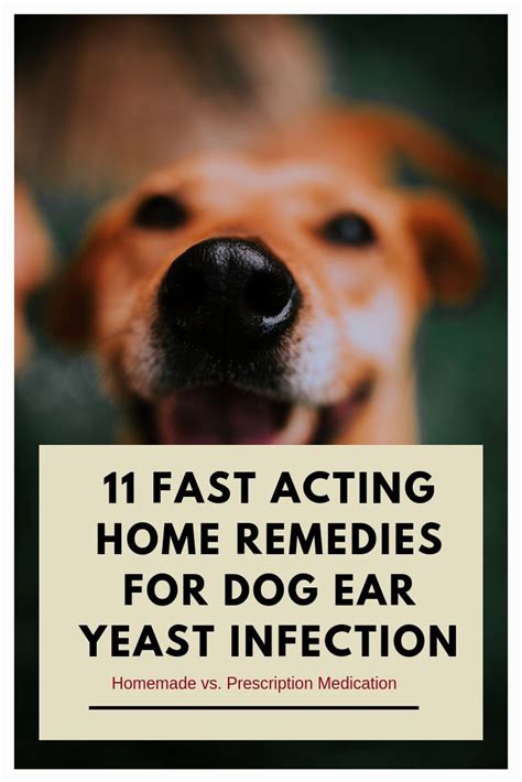 Natural Treatments For Ear Infections In Dogs Do You Know The Home