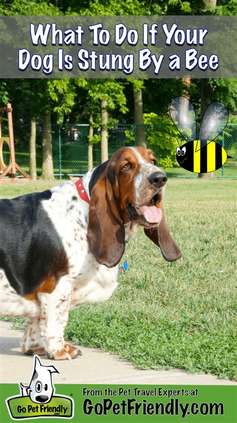 Those are the insect stings that most the severity of symptoms from a sting varies from person to person. What to Do If Your Pet Gets Stung By A Bee