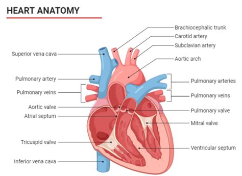 Draw A Labelled Diagram Of The Human Heart And Label Its Parts