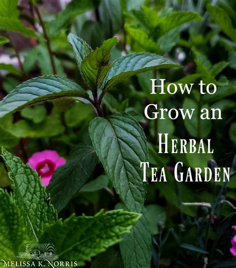 How To Grow An Herbal Tea Garden At Home Favorite Herbal Tea Blend