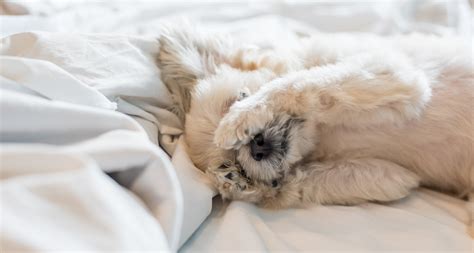 Puppies who are full of energy brush off sleep and instead bark, whine and run through the house sap the energy from your pup by playing with him throughout the day. How to Get a Puppy to Sleep Through the Night