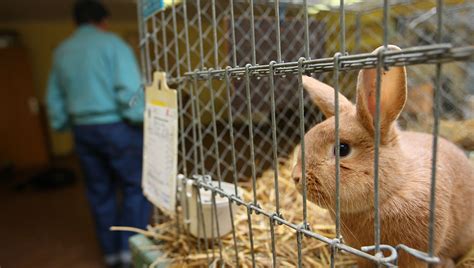 New Viral Outbreak Killing Thousands Of Wild Rabbits Washington Examiner