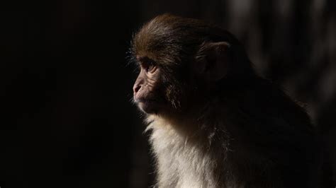 Evolution Isnt Against Same Sex Behaviour In Monkeys