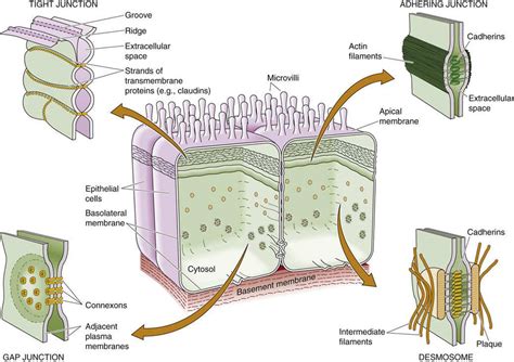 What Are The Different Types Of Cell Junctions An Overview Of Cell