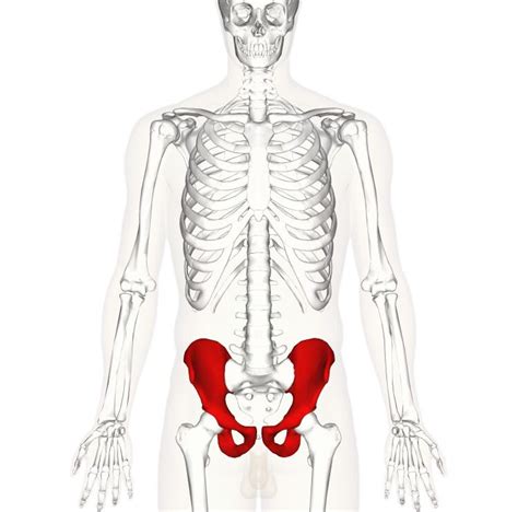 Hip Bone Hip Anatomy Bursitis Hip Best Exercise For Hips