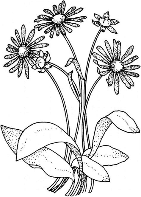 They can also look like asters and. Daisy Flower for Flower Bouquet Coloring Page | Flower coloring pages, Coloring pages, Snake ...