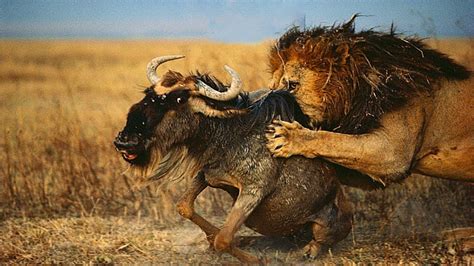 Lion Vs Wildebeest Struggle To The Last Breath In Africa Animals