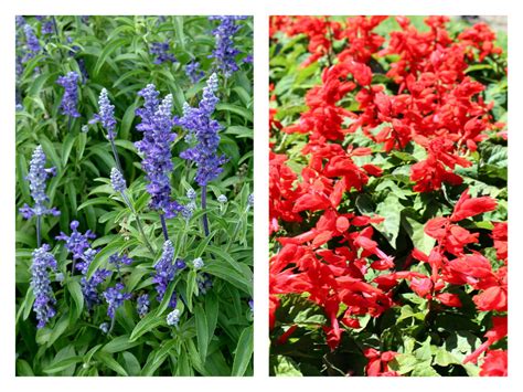 12 Annual Flowers That Can Take The Heat Garden Housecalls