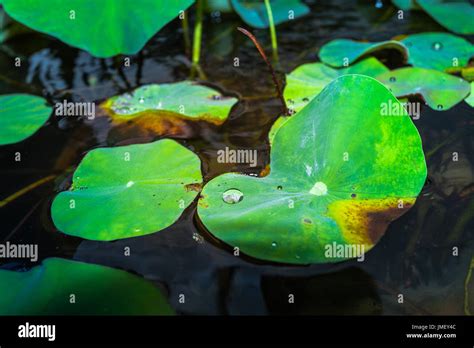 Drop Go Water Moving On Banana Leaf Stock Photo Alamy