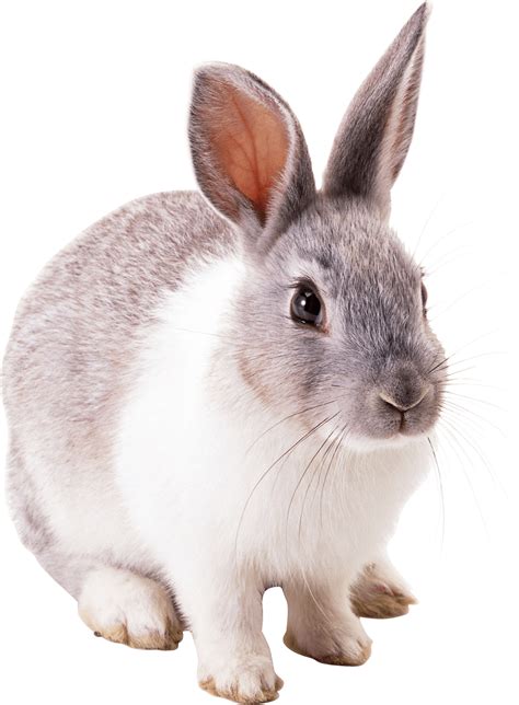 Rabbit Png Clipart Black White And Brown Transparent Rabbits Images