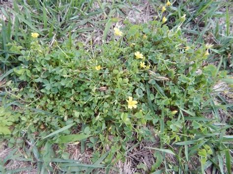 Broadleaf Weeds K State Turfgrass