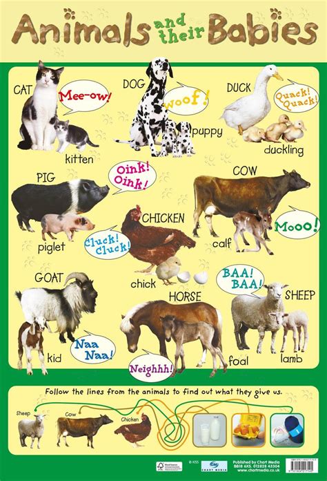 Animals And Their Babies Wall Chart Uk