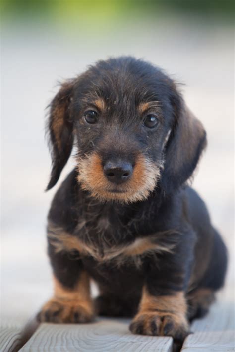 Cute And Shy Wire Haired Miniature Dachshund Puppy Posing On The