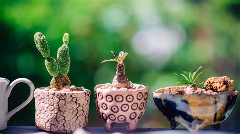 How fun would it be to make a little garden with rocks supplies: Cactus in the garden | Mini succulents, Sugar bowl set ...