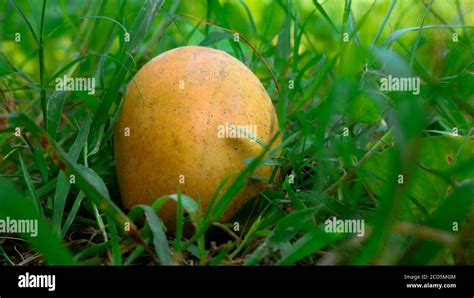 A Ripe Mango Falling From A Tree Enhances The Beauty Of Nature Stock