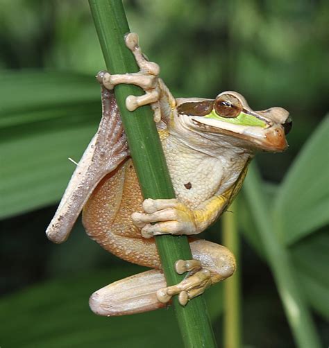 Murfs Wildlife Poison Dart Frogs